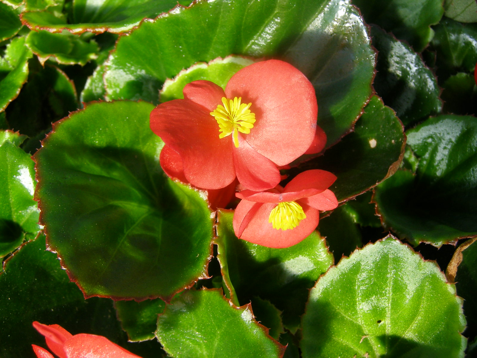 B. ‘Scarlanda’